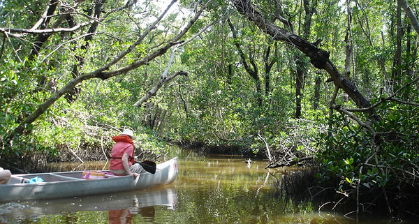 Everglades Back Waters